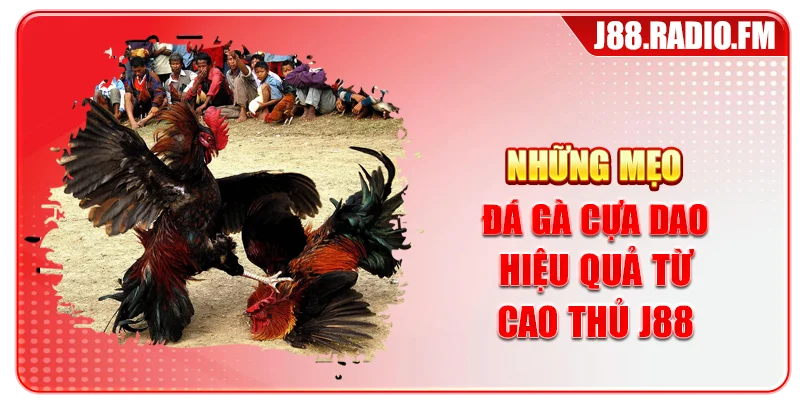 Những mẹo đá gà cựa dao hiệu quả từ cao thủ J88