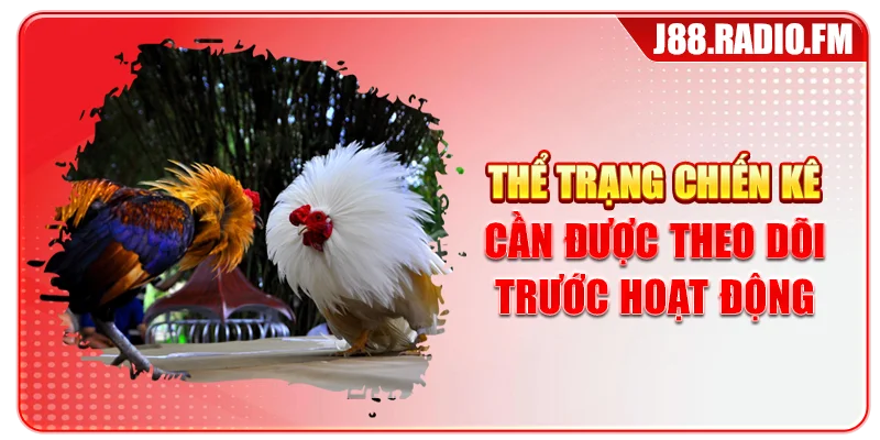 Thể trạng chiến kê cần được theo dõi trước hoạt động